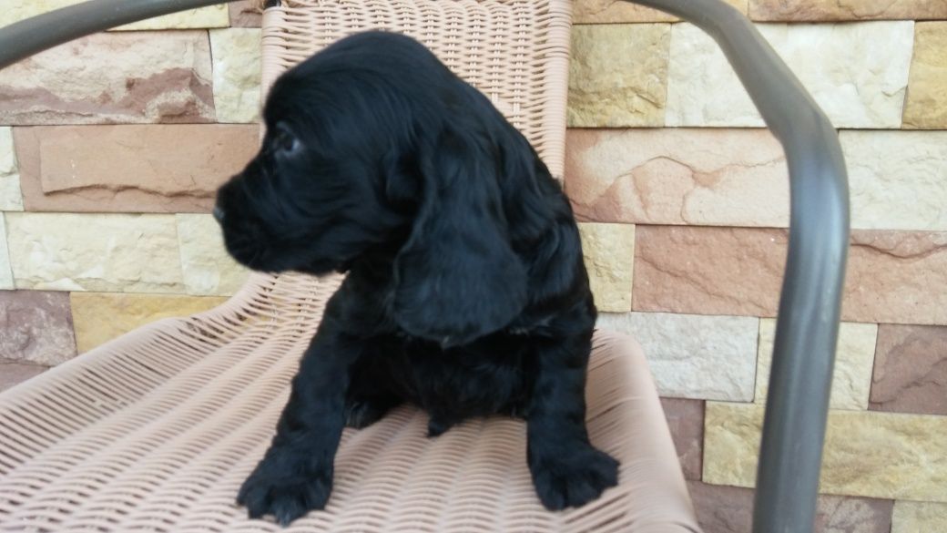 Cocker Spaniel angielski Piesek
