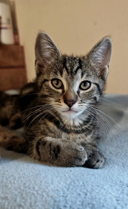 2 kotki szukają nowych domów kocury