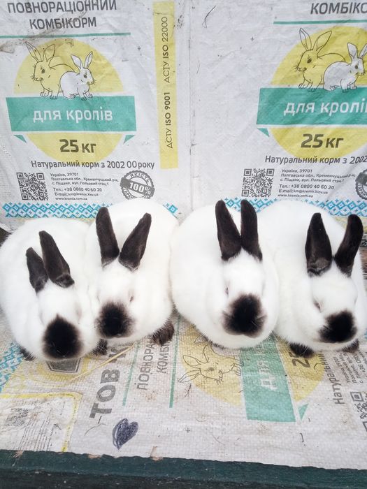 Кролі каліфорнійці