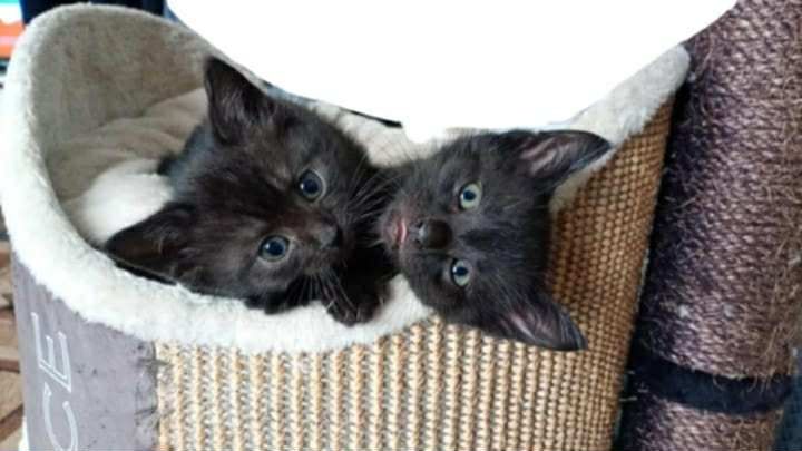 4 maluszki szukają kochających domków