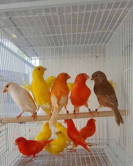 Canários vermelhos a cantar