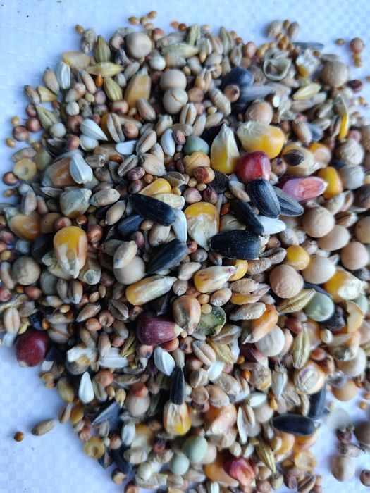 Karma dla gołębi uniwersalna