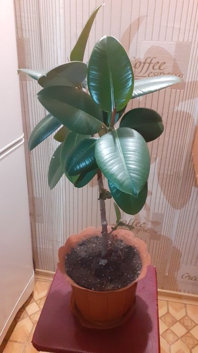 Продам Фикус Робуста