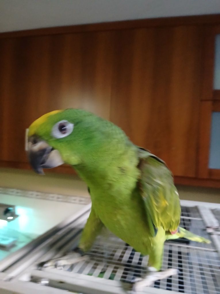 Macho de Amazonas ocrocepalo