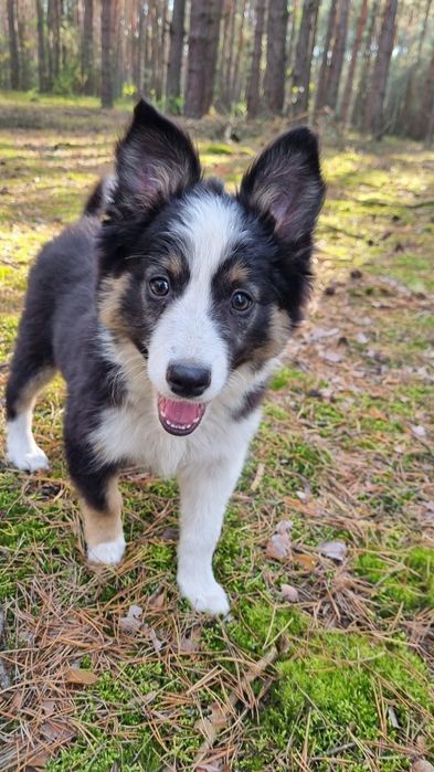 Border Collie suczka czarno biała tricolor