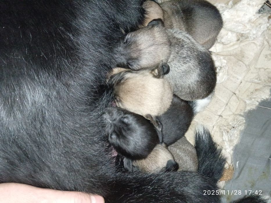 Щенята віддам 5 штук