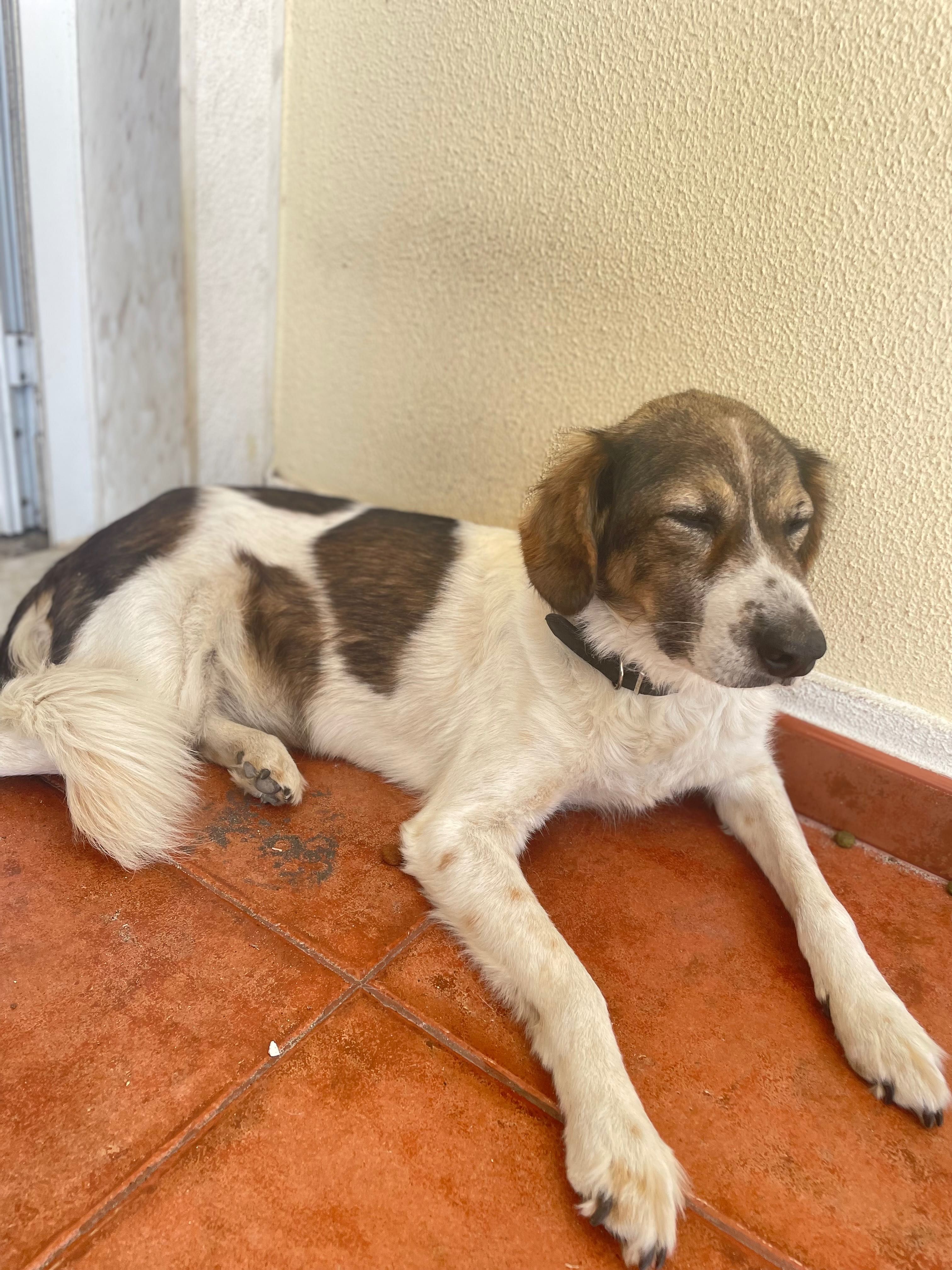 Duas cadelas para adoção urgente até este domingo