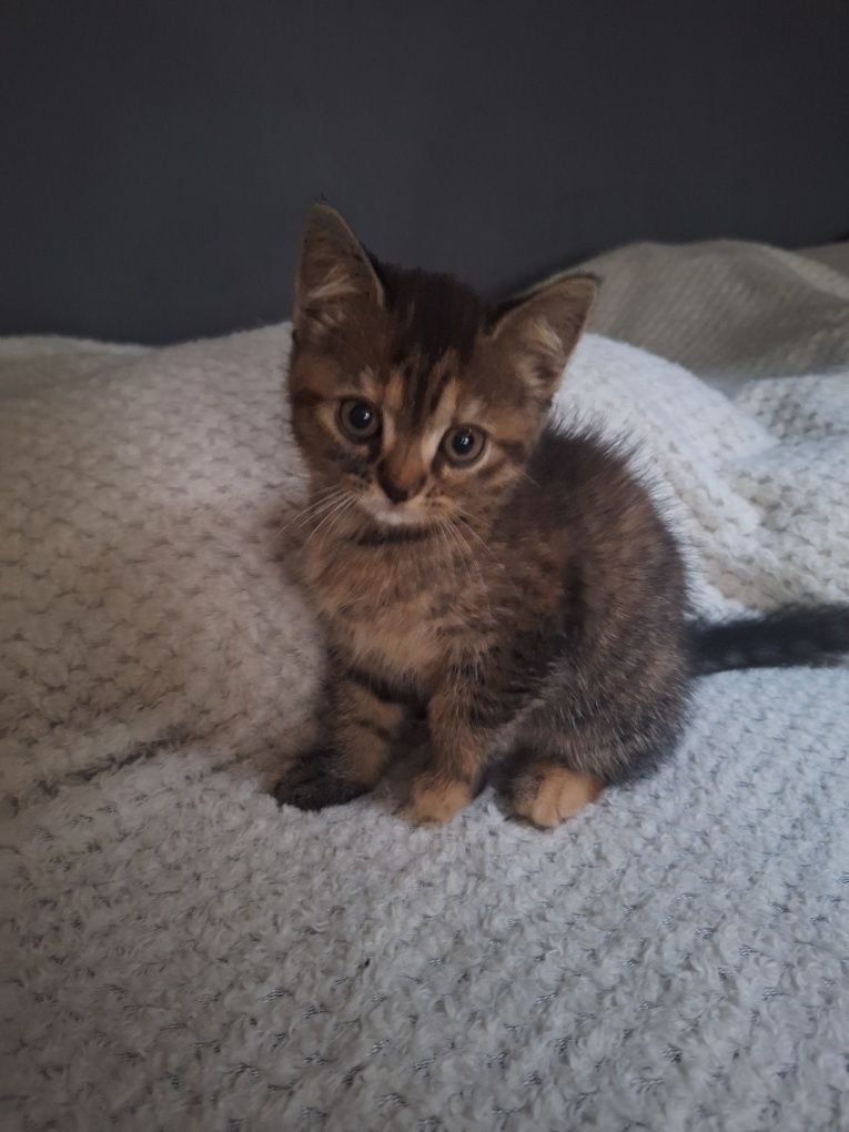 koty do adopcji po Persie mamie