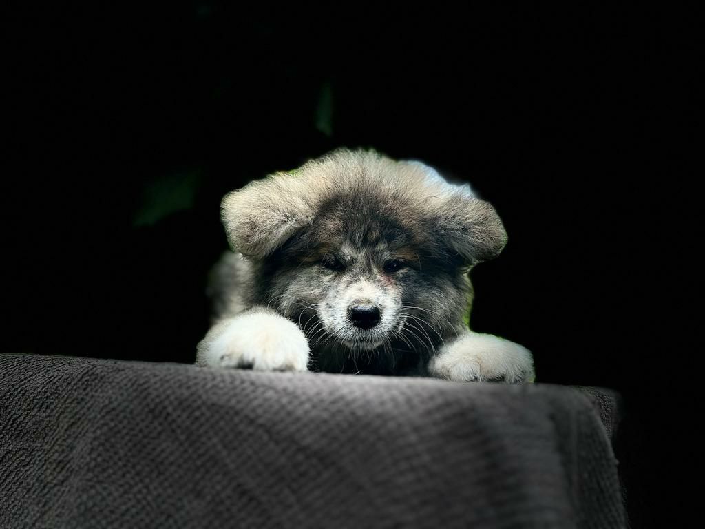 Akita inu-samiec z metryką ZKwP