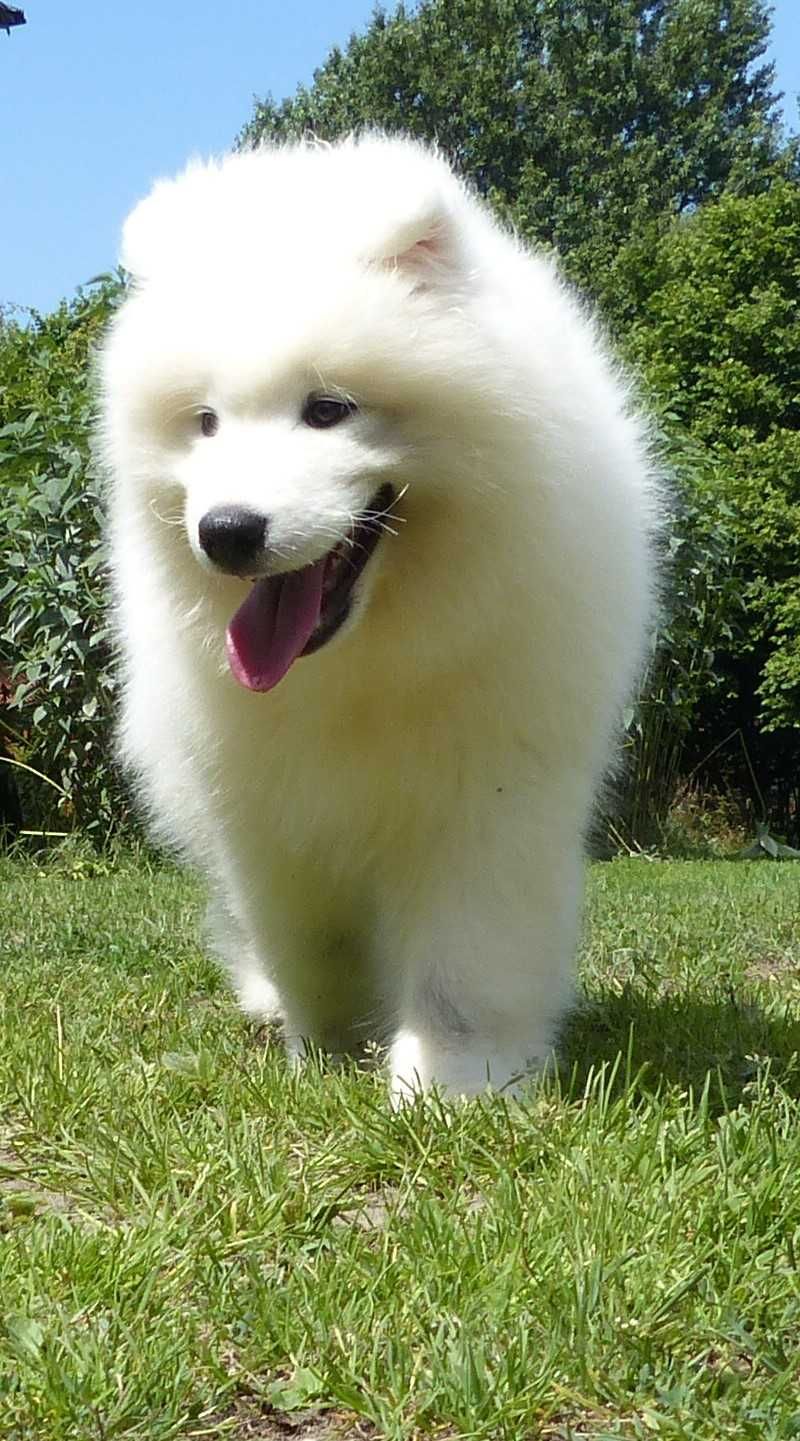 ... Samoyed / samojed chłopiec FCI ZKwP 2025 Wildness Siberian ...