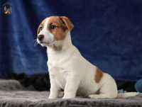 Jack Russell Terrier ZKwP FCI piesek