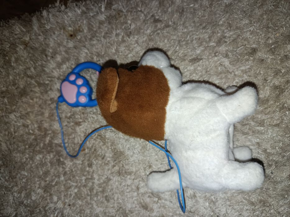 Собачка на повідку маленька