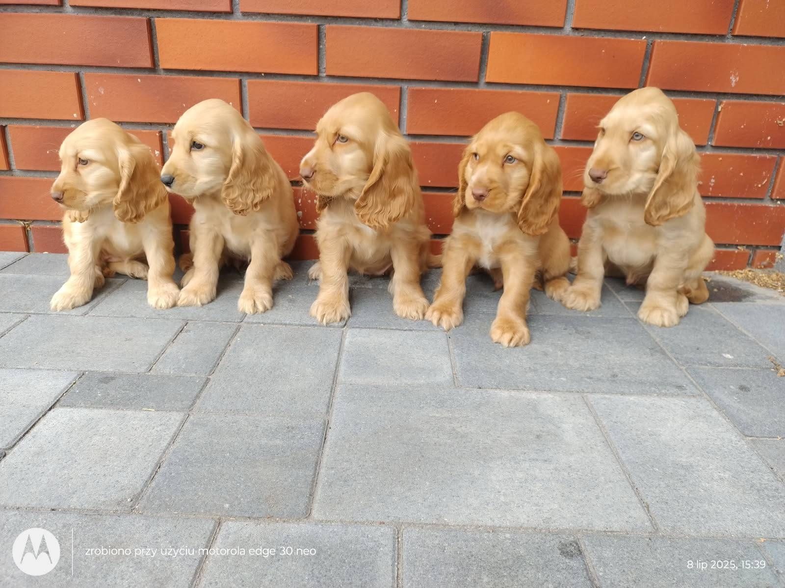 Cocker spaniel angielski piesek