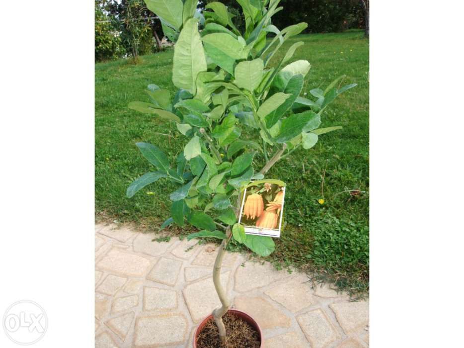 Citrino Mão de Buda, Planta rara !