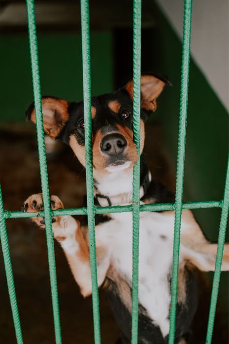 Przezimuj bezdomnego pieska!