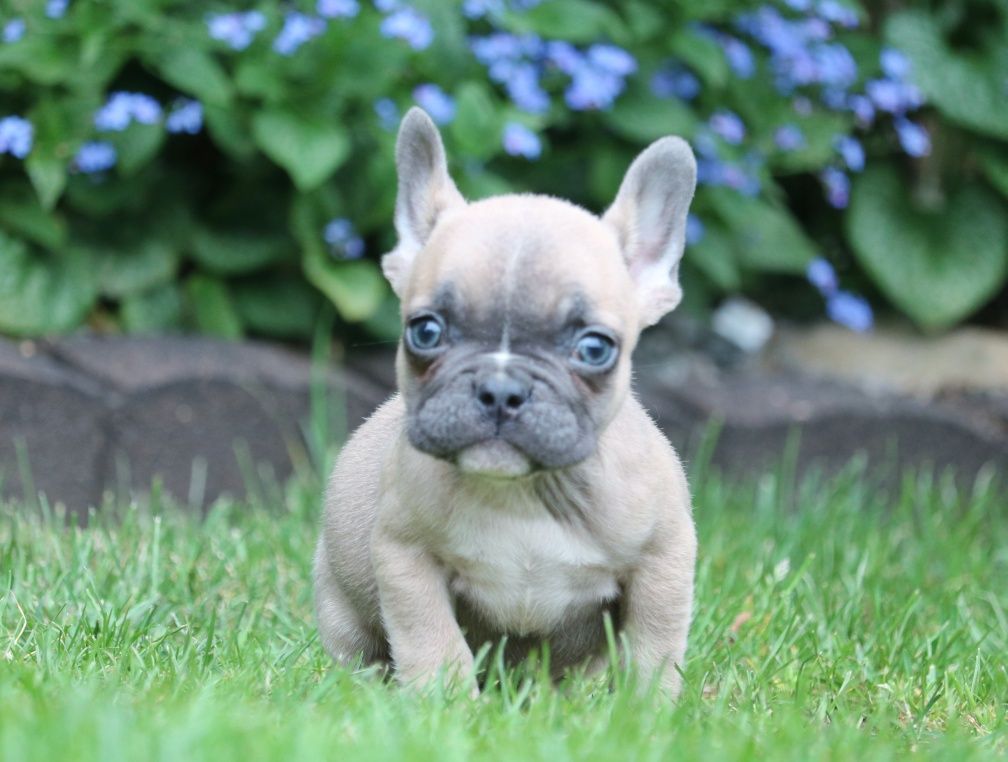 Przepiękny piesek blue fawn, jedyny taki!