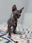 Sphynx tricolor disponivel