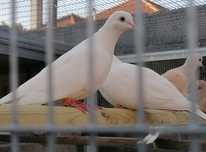 Vendo rolas mansas