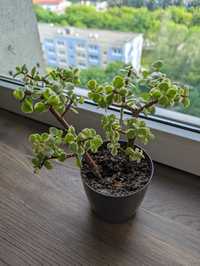 Sukulent portulacaria afra