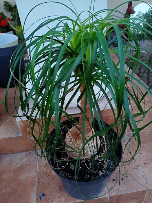 Kwiat doniczkowy ozdobny palma