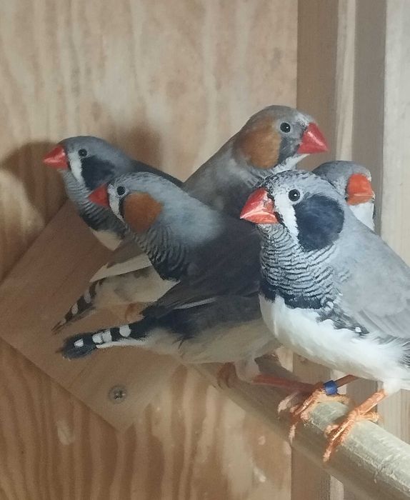 Zeberki samczyki i samiczki.