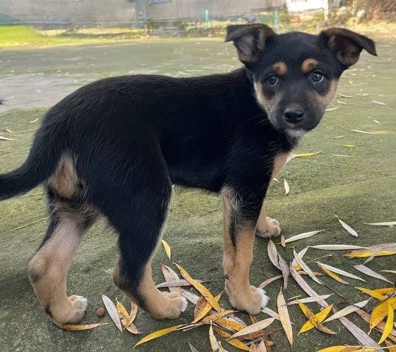 Цуценята. Мама невелика.