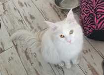 Białe Maine Coon niebieskie