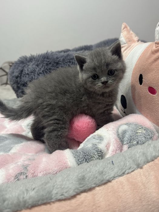 Kot brytyjski Brytyjskie kocurek brytyjczyk z Rodowdem i Chipem