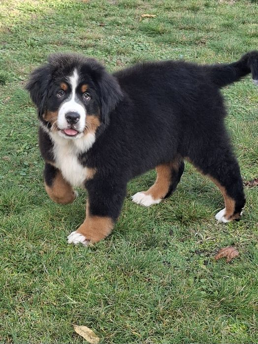 Berneński pies pasterski 8tyg z rodowodem