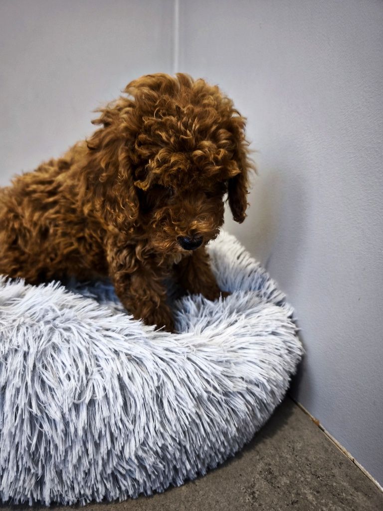 Maltipoo chłopiec
