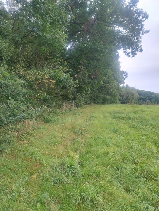 Działka Markowice przy lesie Obora