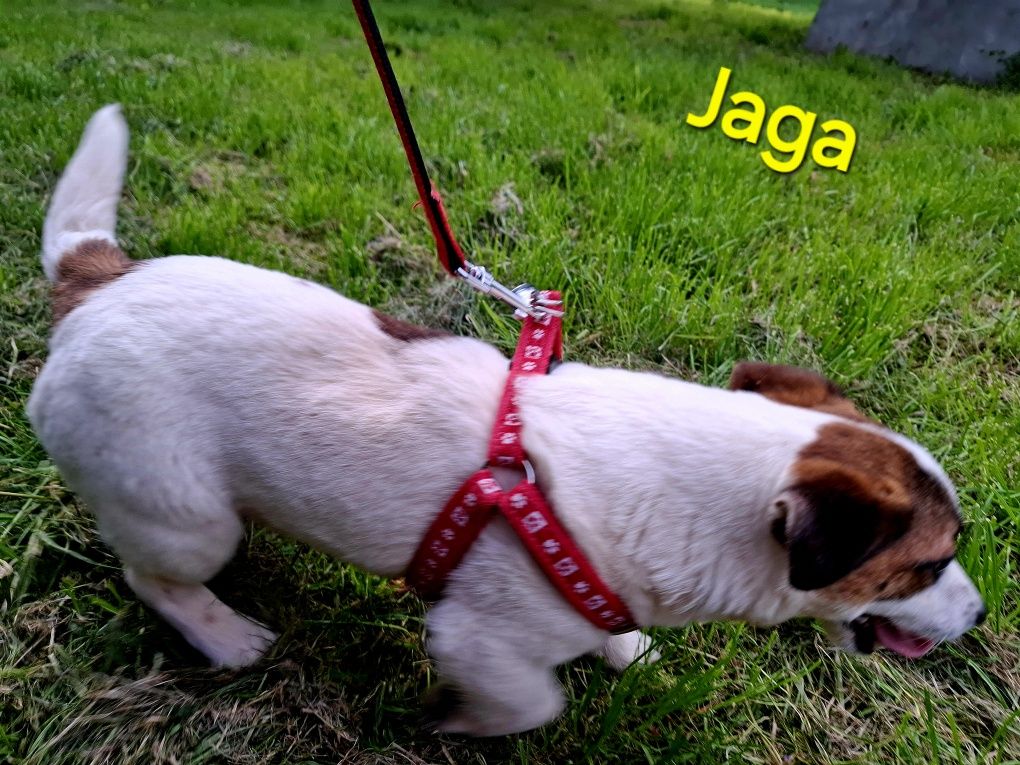 Jaga śliczna !!! suczka Jack Russell krótkie nóżki RODZIICE Whodowli