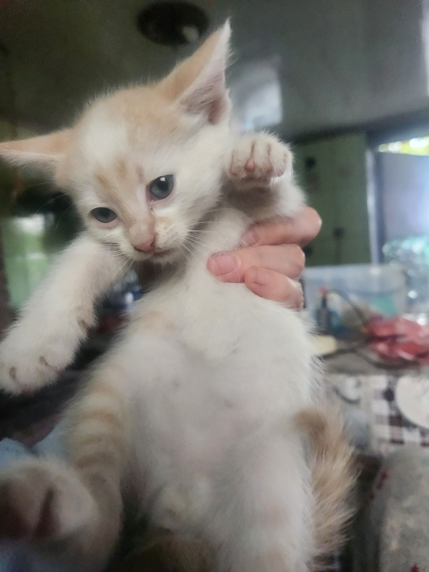 Віддам кошенят, безкоштовно