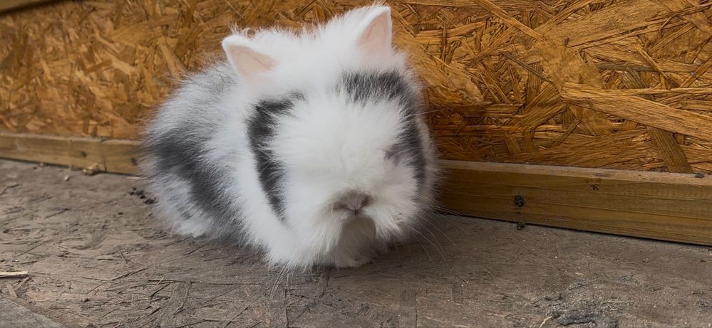 piekne króliki karzełki TEDDY