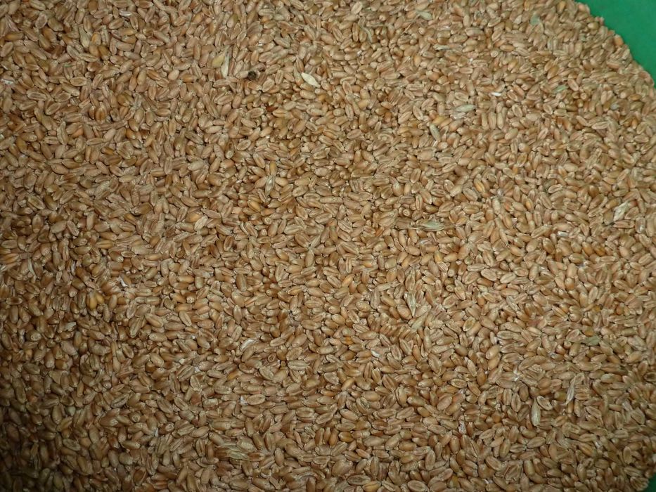 Pszenica jara dla gołębii lub drobiu.