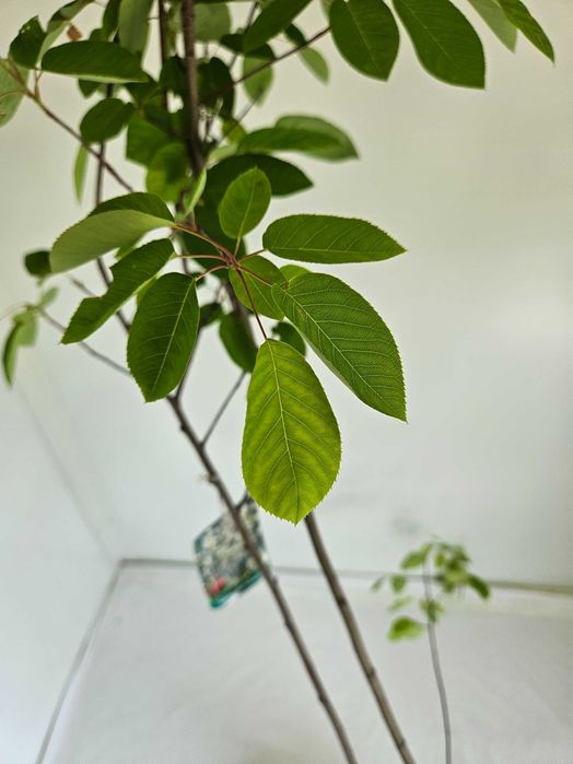 Świdośliwa Lamarcka 160 cm donica 7L