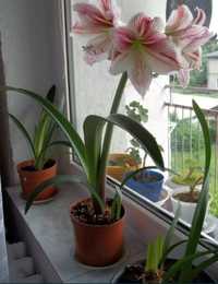 Lilia lilie domowe sadzonki cebule duże rozrośnięte