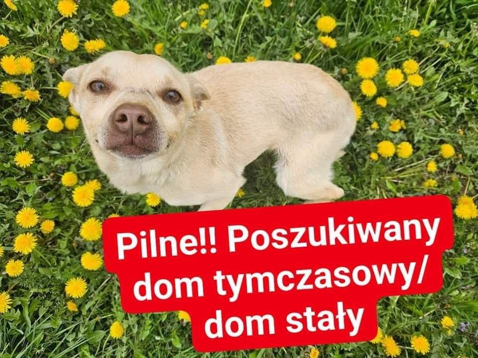 Pilnie Dani szuka domu tymczasowego lub stałego! 8kg kastrowany
