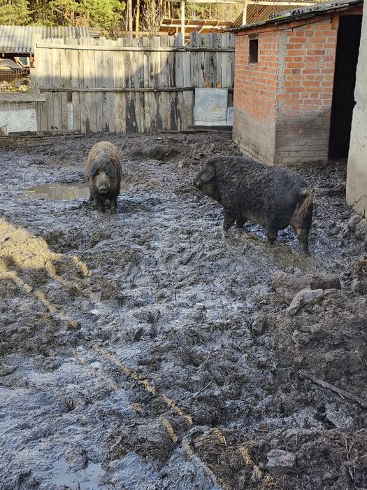 Продам свиней на м'ясо живою вагою. Ціна за 1 кг