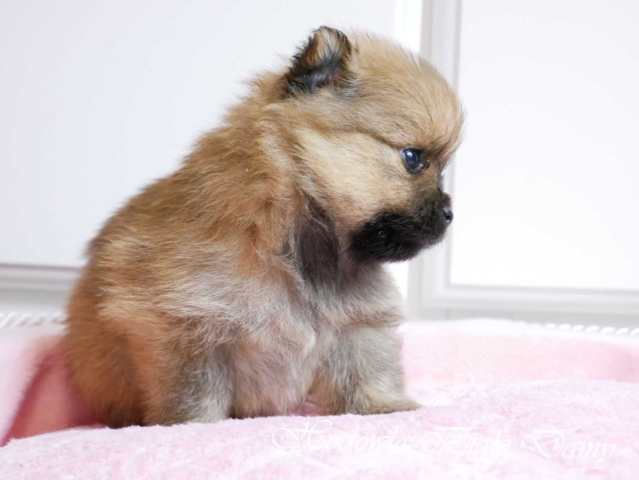 Szpic miniaturowy Pomeranian Boo Szpice Śląskie Rodowód Suczka