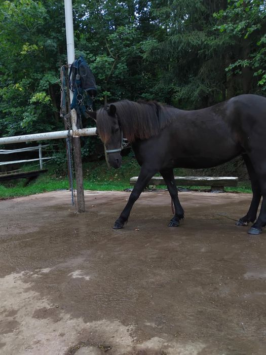 Sprzedam klacz kucyka/ rekreacja/hippoterapia