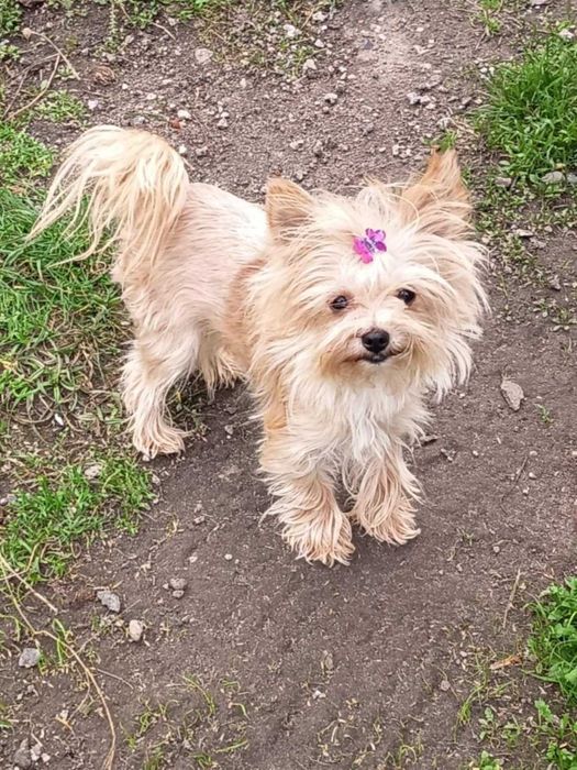 Księżniczka - śliczna malutka yoreczka