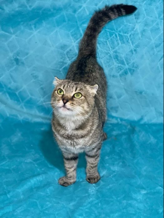 Киця шукає родину