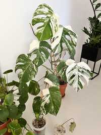 Monstera Deliciosa Variegata