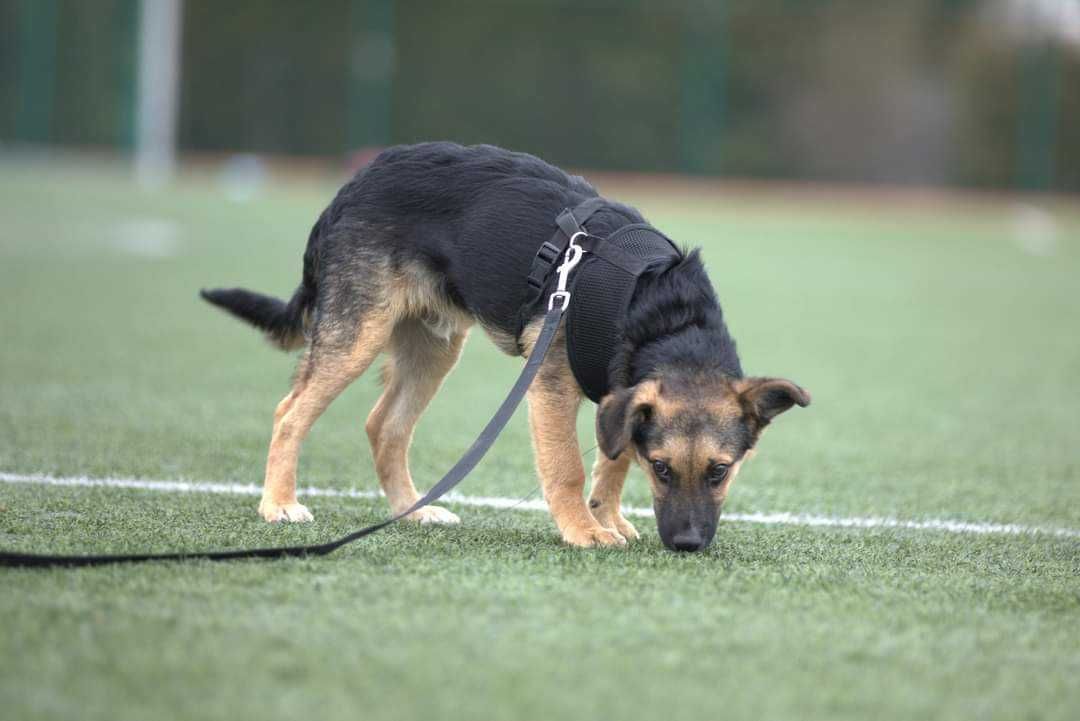 Słodki Asan do adopcji