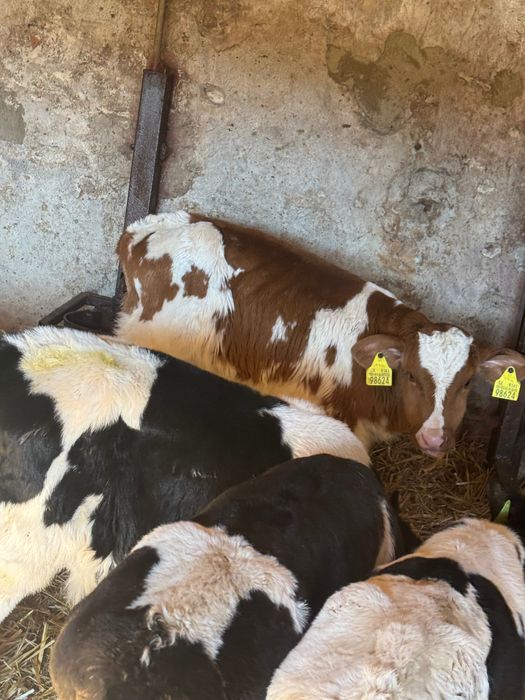 Cielaki krzyżówki 10szt pobierają paszę biała strefa