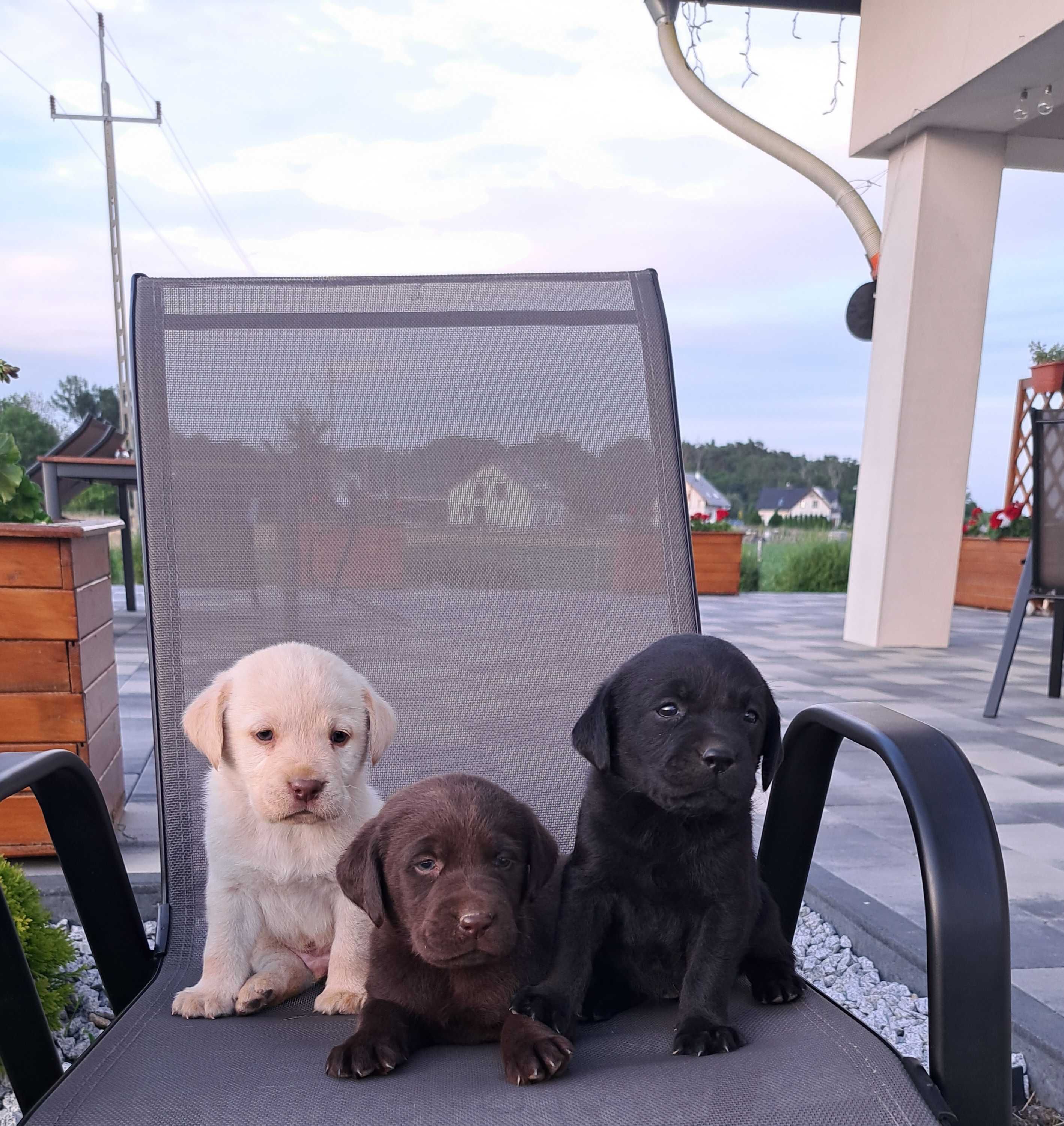 Lablador Retriever