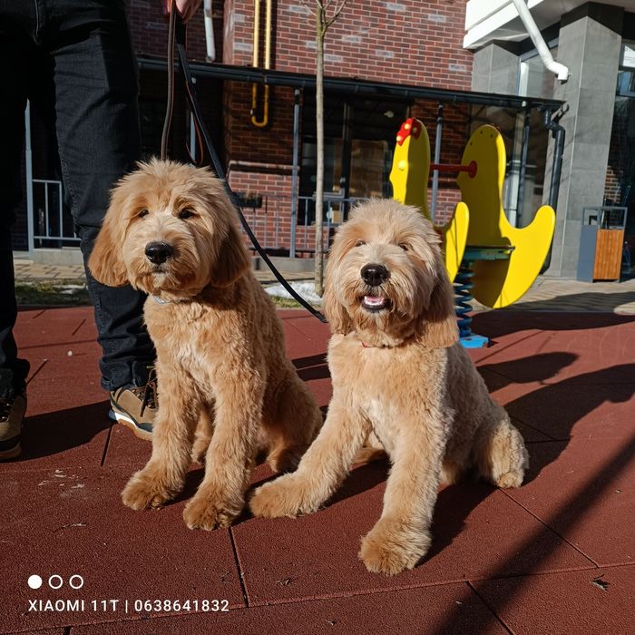 Шикарні малюки goldendoodle (лабрадудль) Київ
