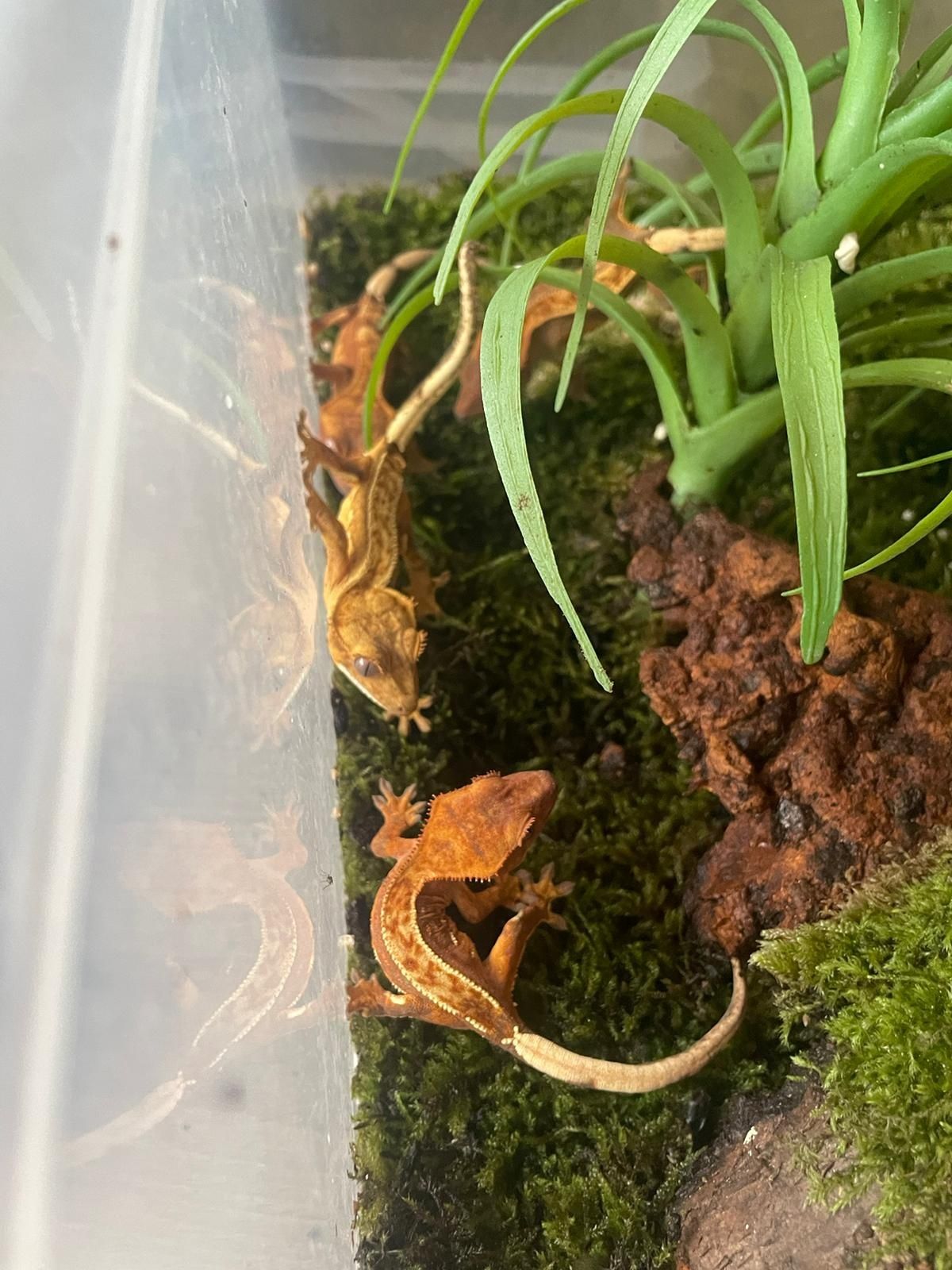 Gekon orzesiony Correlophus ciliatus