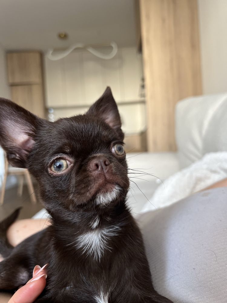 Piękny Chihuahua piesek kolor czekoladowy z Hodowli Bajeczne Urwisy